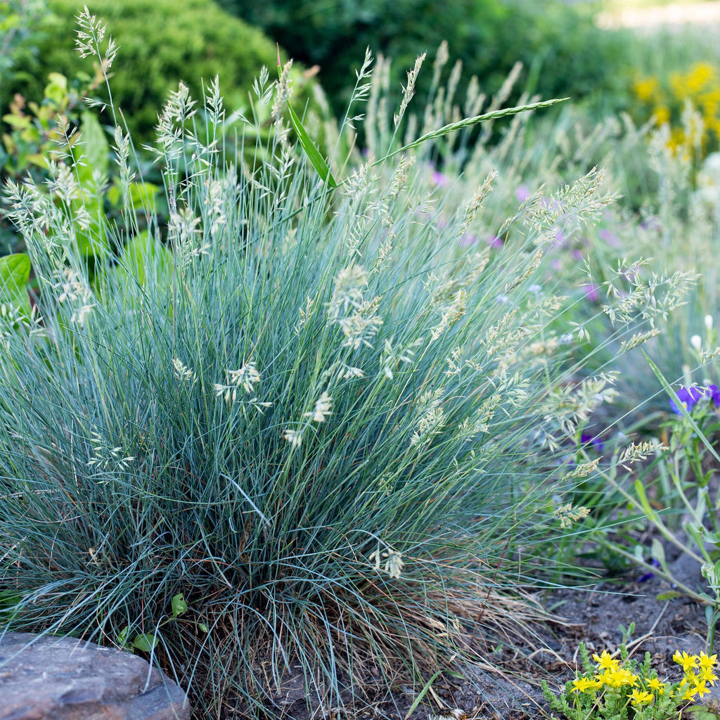 Ziergras Blauschwingel Festuca glauca Intense Blue – Immergrün & winterhart – Höhe ca. 50cm – 17cm – Trockenheitsresistent für Beet & Kübel – Plant