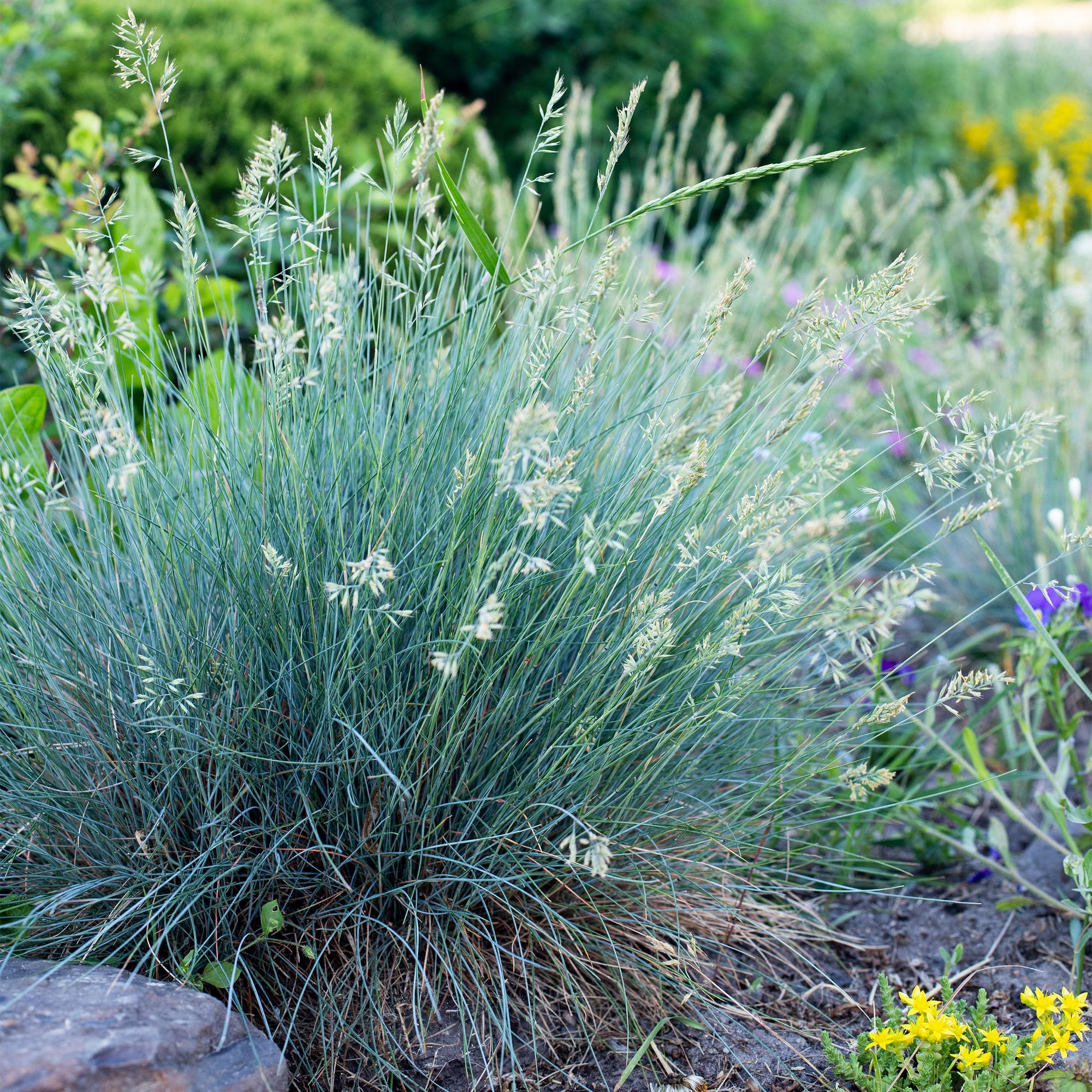 Ziergras Blauschwingel Festuca glauca Intense Blue – Immergrün & winterhart – Höhe ca. 50cm – 17cm – Trockenheitsresistent für Beet & Kübel – Plant