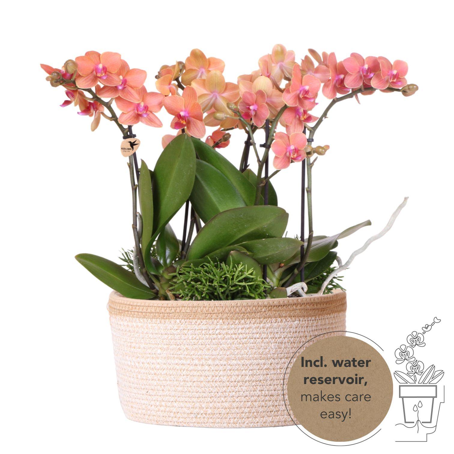 Orangenfarbenes Pflanzenset im Baumwollkorb – 3 Orchideen Bozen & 3 Grünpflanzen Rhipsalis – Ø9cm – Mit autarkem Wassertank & Dochtsystem – Plant