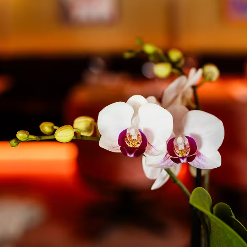 Geschenkset Retro White Gibraltar Orchidee Ø9cm + Grünpflanze Ø6cm – 2 weiße Retro – Übertöpfe matt + ovales weißes Tablett