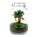 Flaschengarten DIY Bausatz Ficus Ginseng Bonsai – Terrarium Ø18cm H28cm – Selbstbewässerndes Mini – Ökosystem – Do – It – Plant