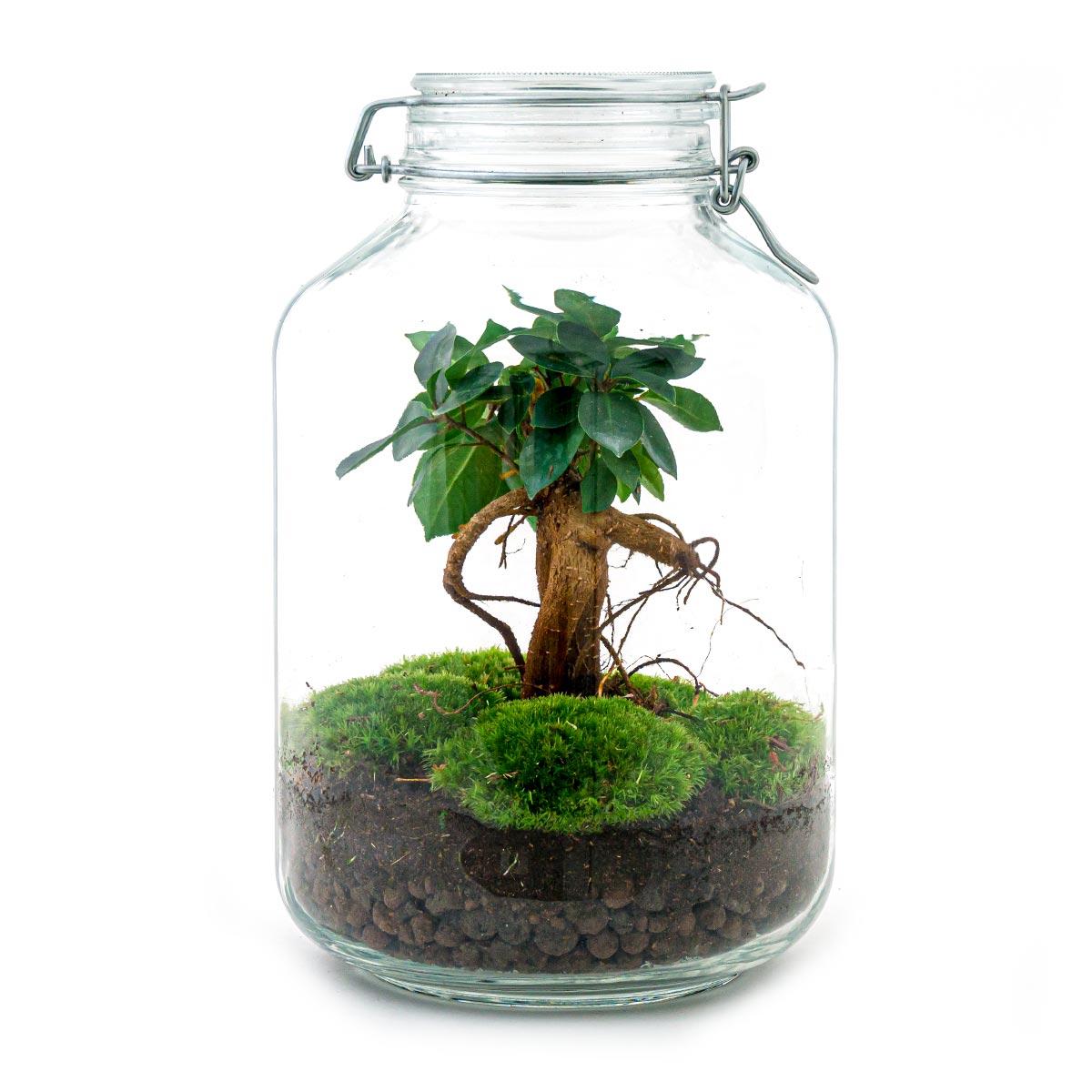Flaschengarten DIY Bausatz Ficus Ginseng Bonsai – Terrarium Ø18cm H28cm – Selbstbewässerndes Mini – Ökosystem – Do – It – Plant