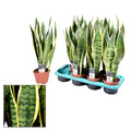 Sansevieria Laurentii – Zimmerpflanze – Ø14cm – ↕55cm – Robust & pflegeleicht – Luftreinigend – Ideal für Wohnung & Büro – Plant