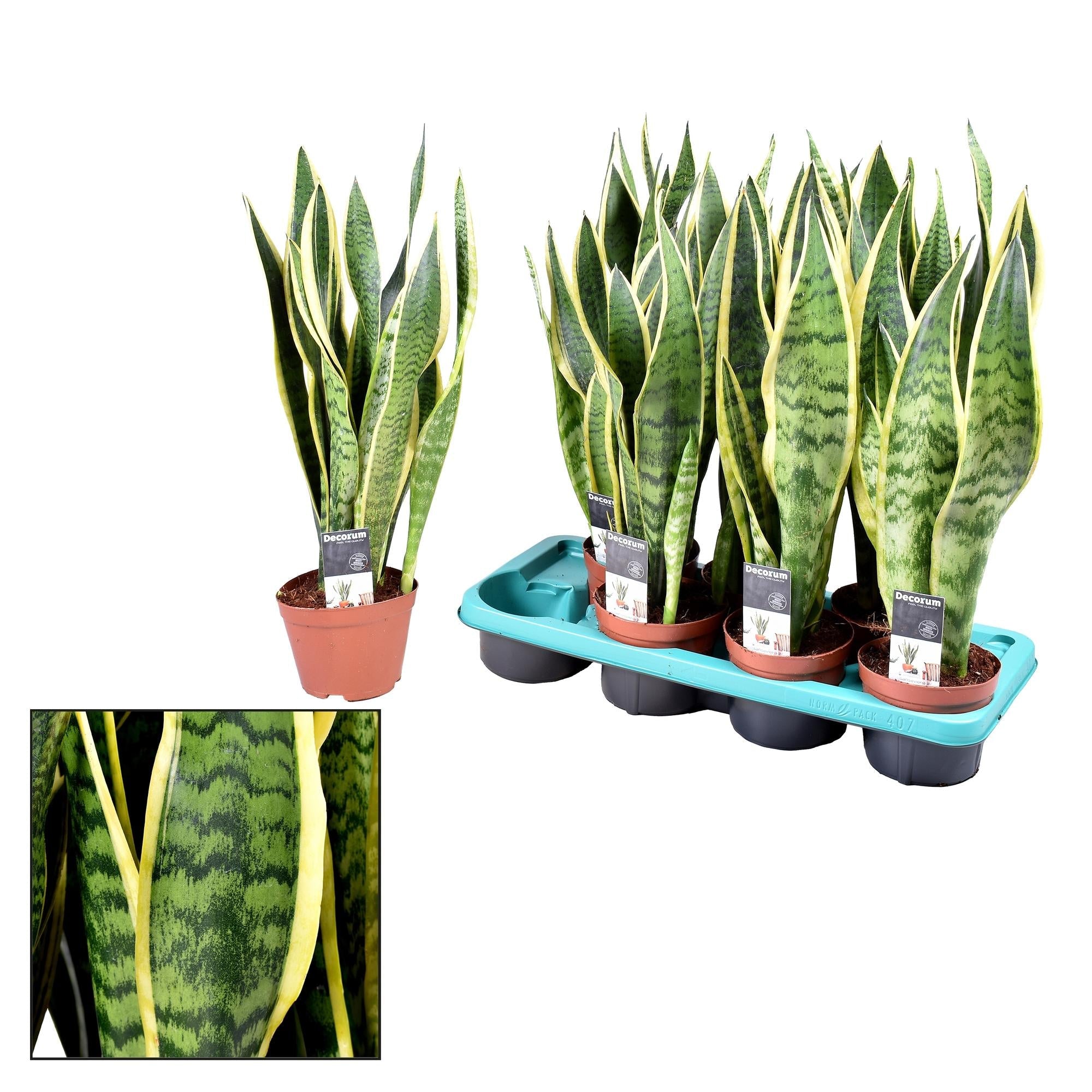 Sansevieria Laurentii – Zimmerpflanze – Ø14cm – ↕55cm – Robust & pflegeleicht – Luftreinigend – Ideal für Wohnung & Büro – Plant