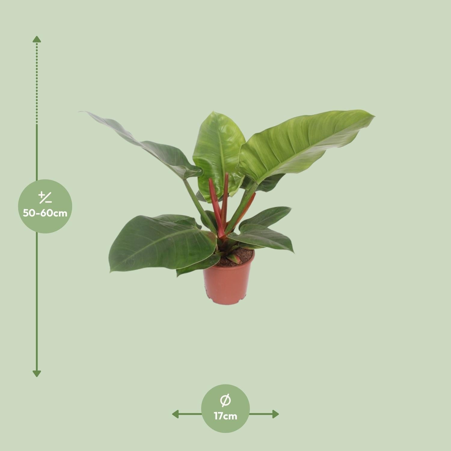 Baumfreund – Philodendron Imperial Green – Zimmerpflanze – Ø17cm – ↕60cm – Tropische, pflegeleichte Grünpflanze mit glänzenden Blättern