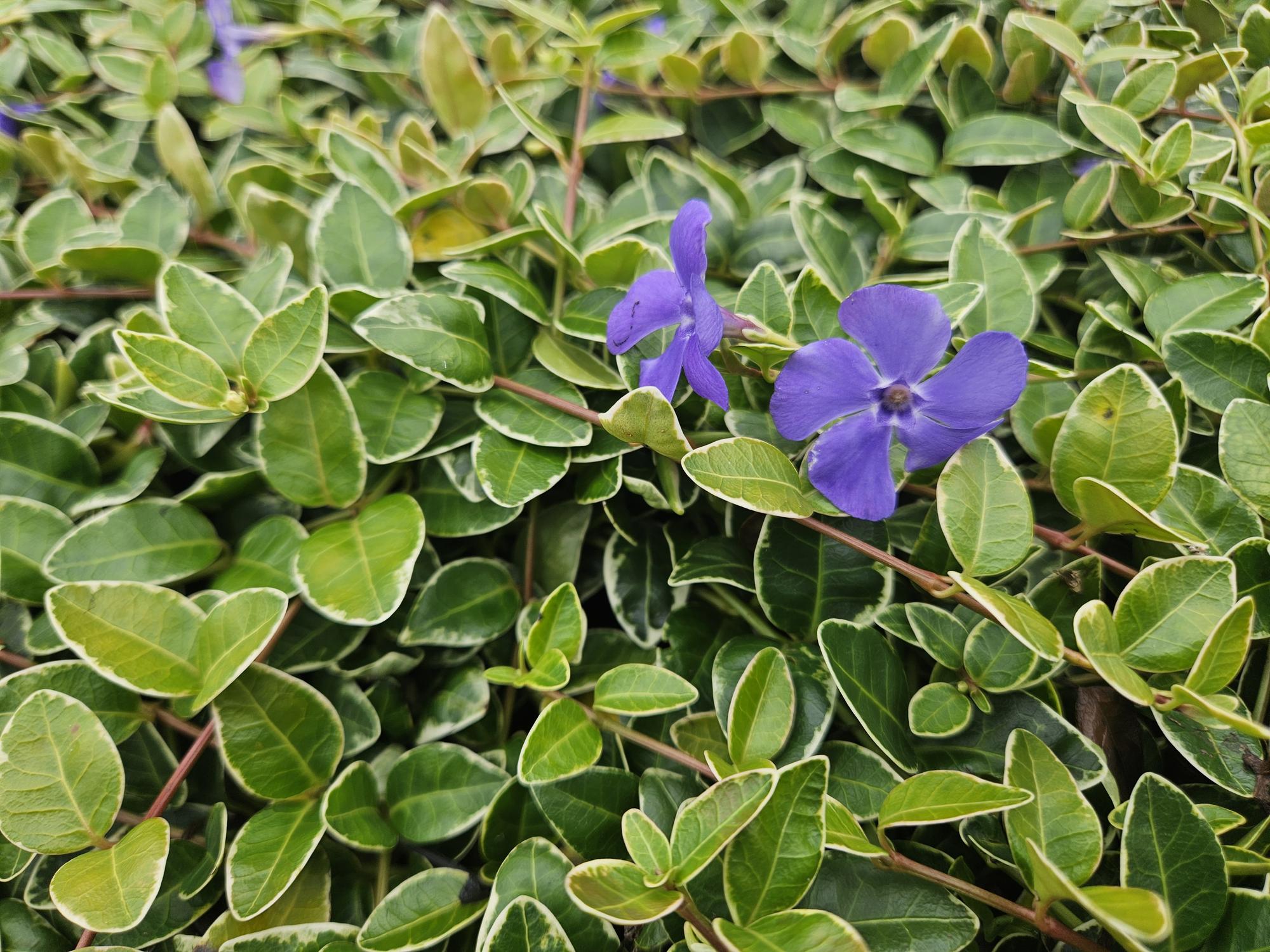 Kleinblättriges weißbuntes Immergrün Vinca minor Argenteovariegata – ↕10-25cm – Ø9cm – Bodendecker – Violette Blüten – Wintergrün – Plant