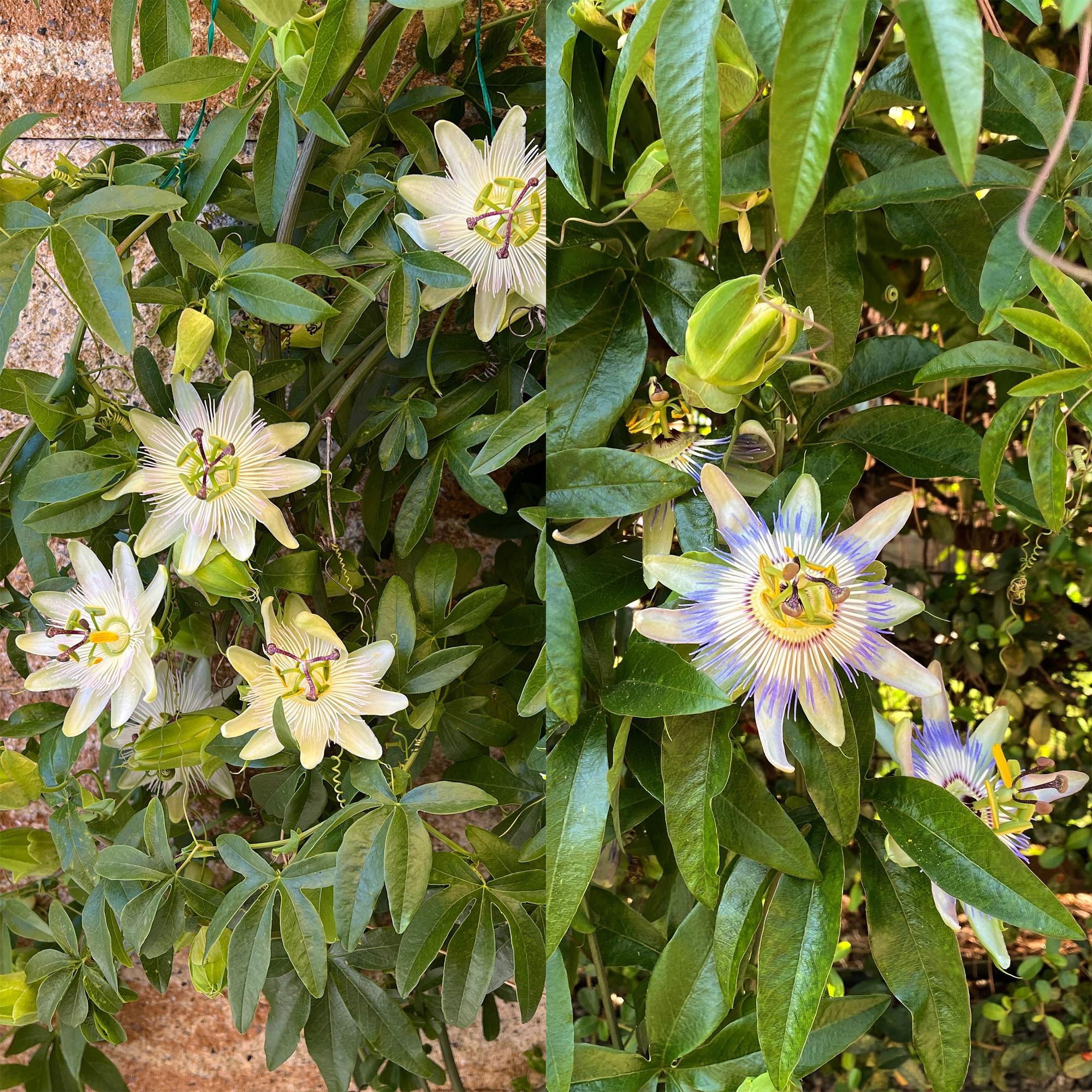 Passionsblume Passiflora Tricolour – Blüte Rosa, Weiß & Lila – Wenig Pflege – 3 Pflanzen – 11cm Höhe 40cm – Ideal für Balkon, Garten & Pergolen – Plant