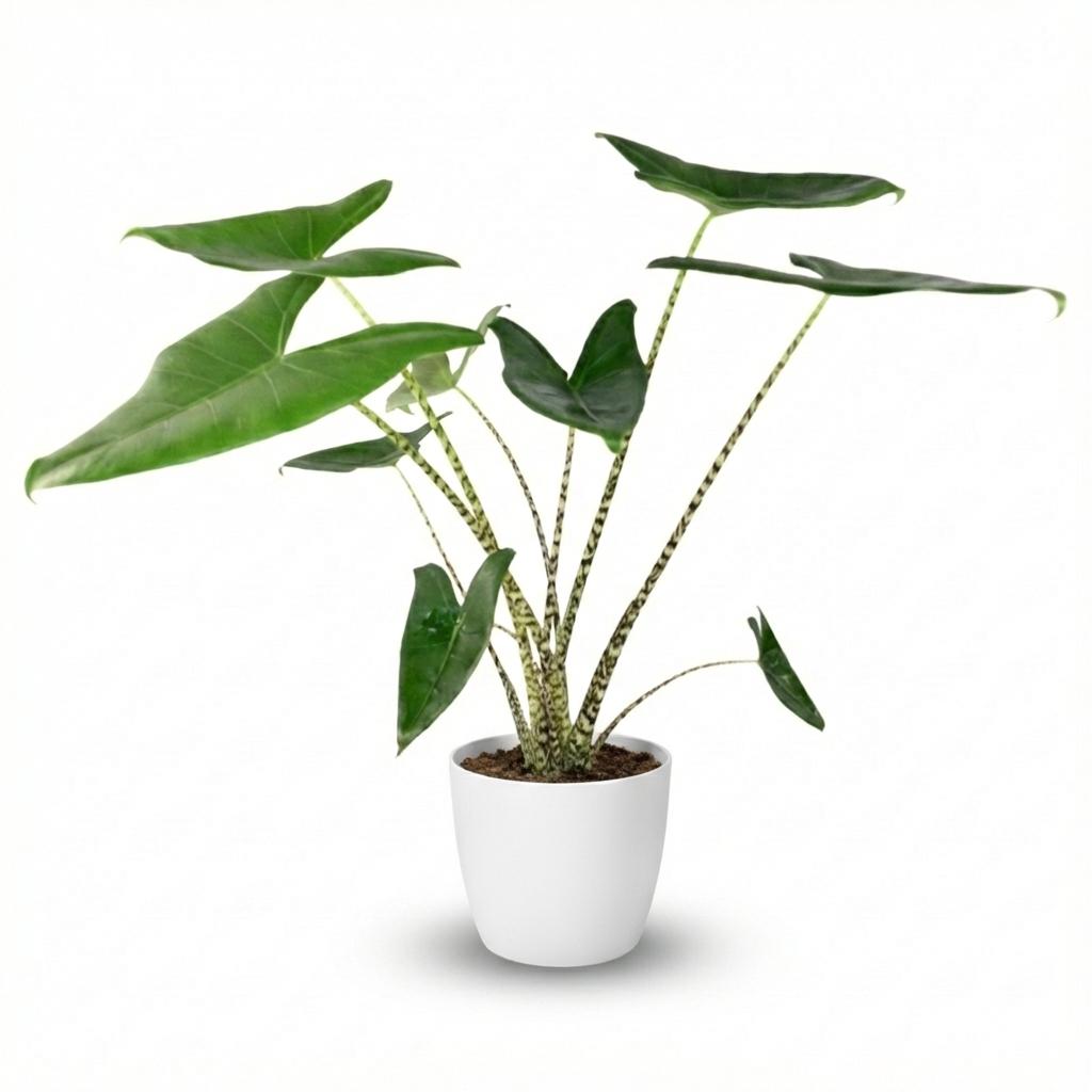 Alocasia Zebrina Elefantenohr Zimmerpflanze 70-75cm – 21cm inkl weißem Übertopf – Zebra – Stiele & große herzförmige Blätter