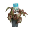 Caladium Bicolor – Engelsschwingen – Ø12cm – ↕25cm – Tropische Zimmerpflanze mit auffälligem Laub – Pflegeleicht & luftreinigend – Plant