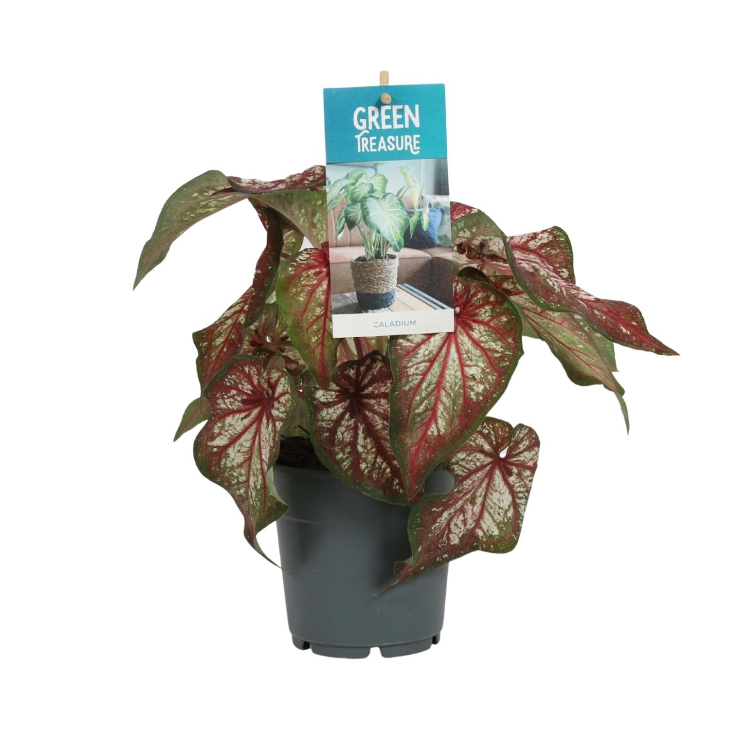 Caladium Bicolor – Engelsschwingen – Ø12cm – ↕25cm – Tropische Zimmerpflanze mit auffälligem Laub – Pflegeleicht & luftreinigend – Plant