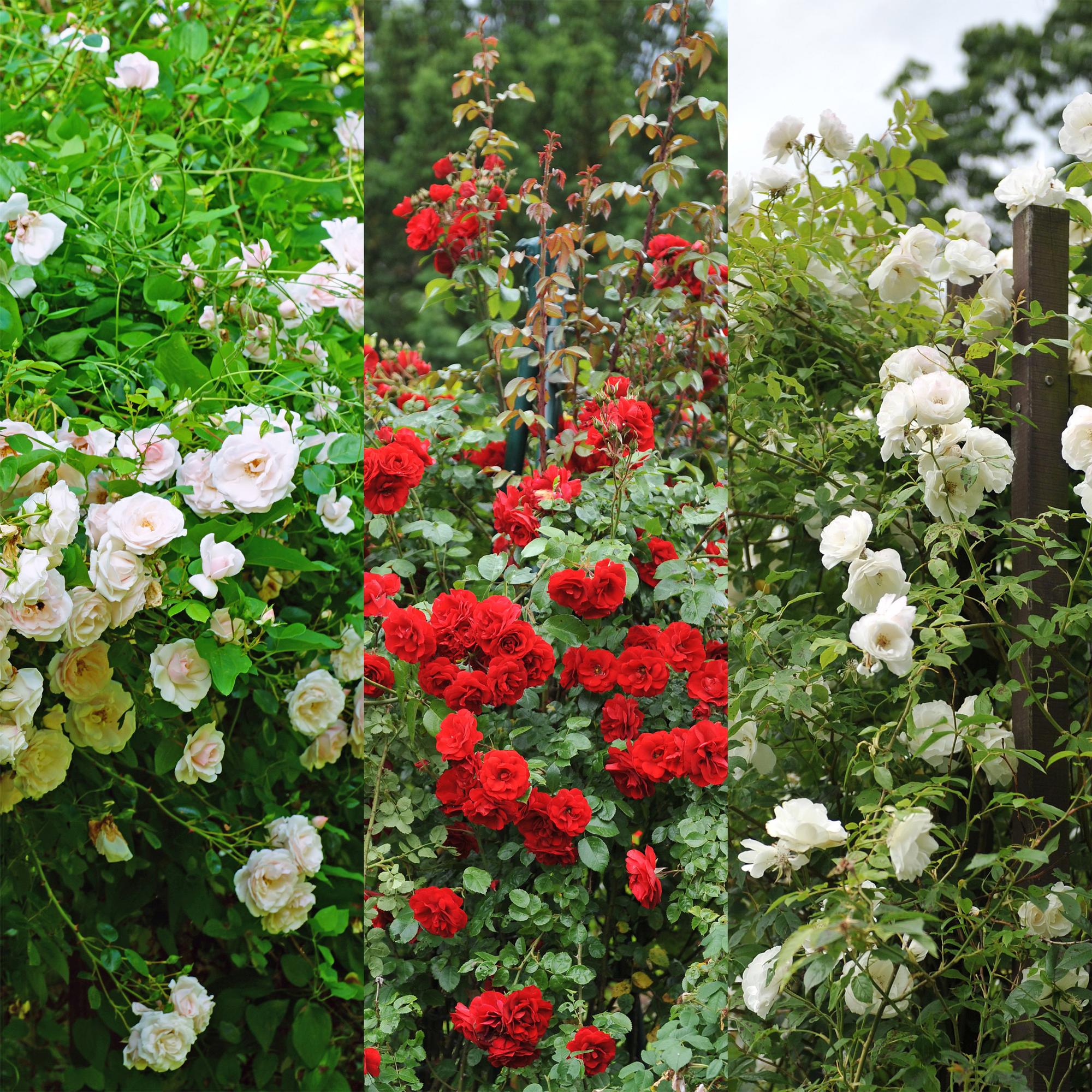 Kletterrose – Rosa Tricolour – Blüte Rosa – Weiß – Rot – 3 Pflanzen – Duftend – Geringer Pflegeaufwand – 11cm – Höhe ca. 40cm – Plant