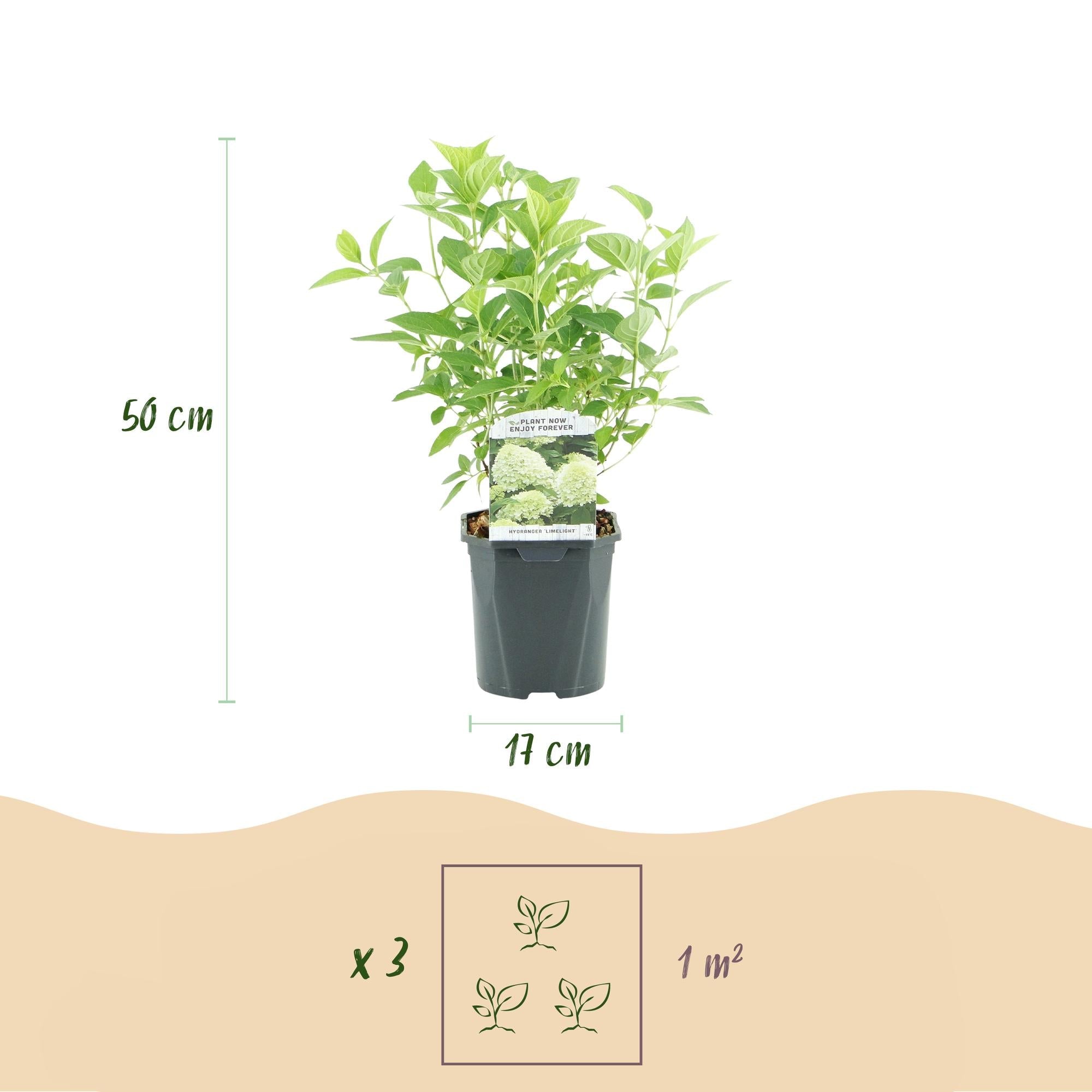 Rispenhortensie – Hydrangea panniculata Limelight – Blüte Limonengrün – Cremeweiß – Laubabwerfend – Große Blüten – 17cm – Höhe ca. 50cm – Plant