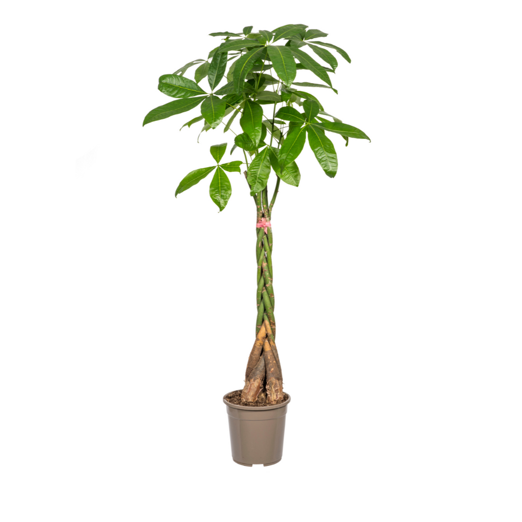 Glückskastanie Pachira Aquatica – Zimmerpflanze – Ø24cm – 120-140cm hoch – Geflochtener Stamm – Exotisch & pflegeleicht – Plant