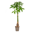 Glückskastanie Pachira Aquatica – Zimmerpflanze – Ø24cm – 120-140cm hoch – Geflochtener Stamm – Exotisch & pflegeleicht – Plant