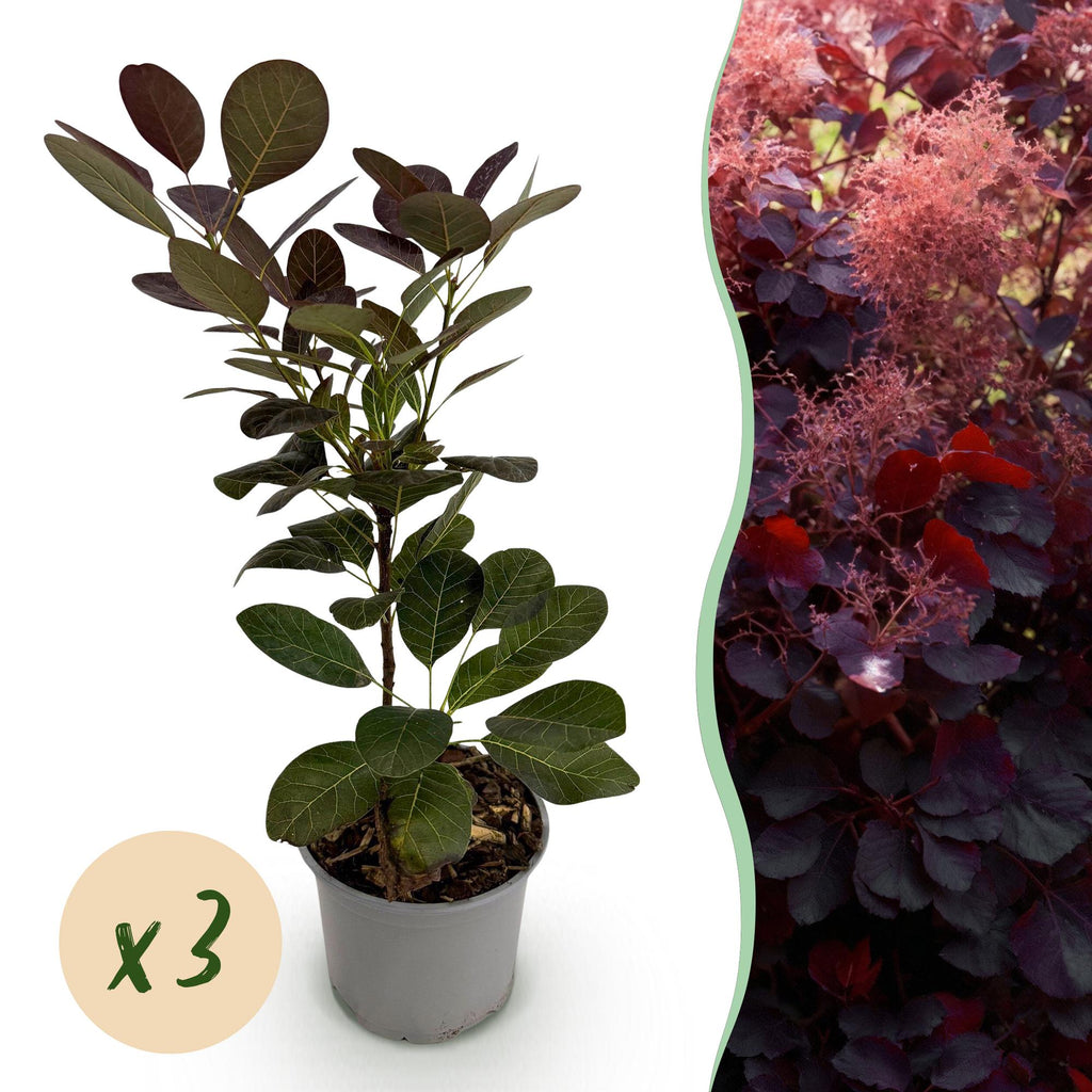 Cotinus coggygria Royal Purple – 3 Pflanzen – 12cm – Höhe ca. 35cm