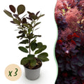 Cotinus coggygria Royal Purple – 3 Pflanzen – 12cm – Höhe ca. 35cm