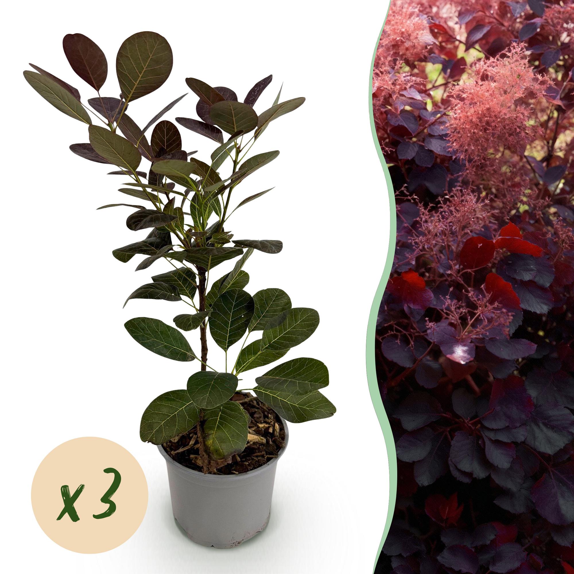 Cotinus coggygria Royal Purple – 3 Pflanzen – 12cm – Höhe ca. 35cm