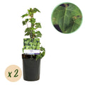 Kletterpflanze Hedera helix – Immergrün – Grüne Blätter – 11cm x H40cm – Pflegeleicht – Für Garten, Balkon & Innenräume – Plant