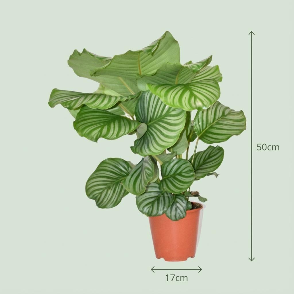 Korbmarante Calathea Orbifolia – Ø17cm – Höhe 40-50cm – Große silbrig gestreifte Blätter – Dekorative Zimmerpflanze für Wohnraum Büro & Schlafzimmer – Plant