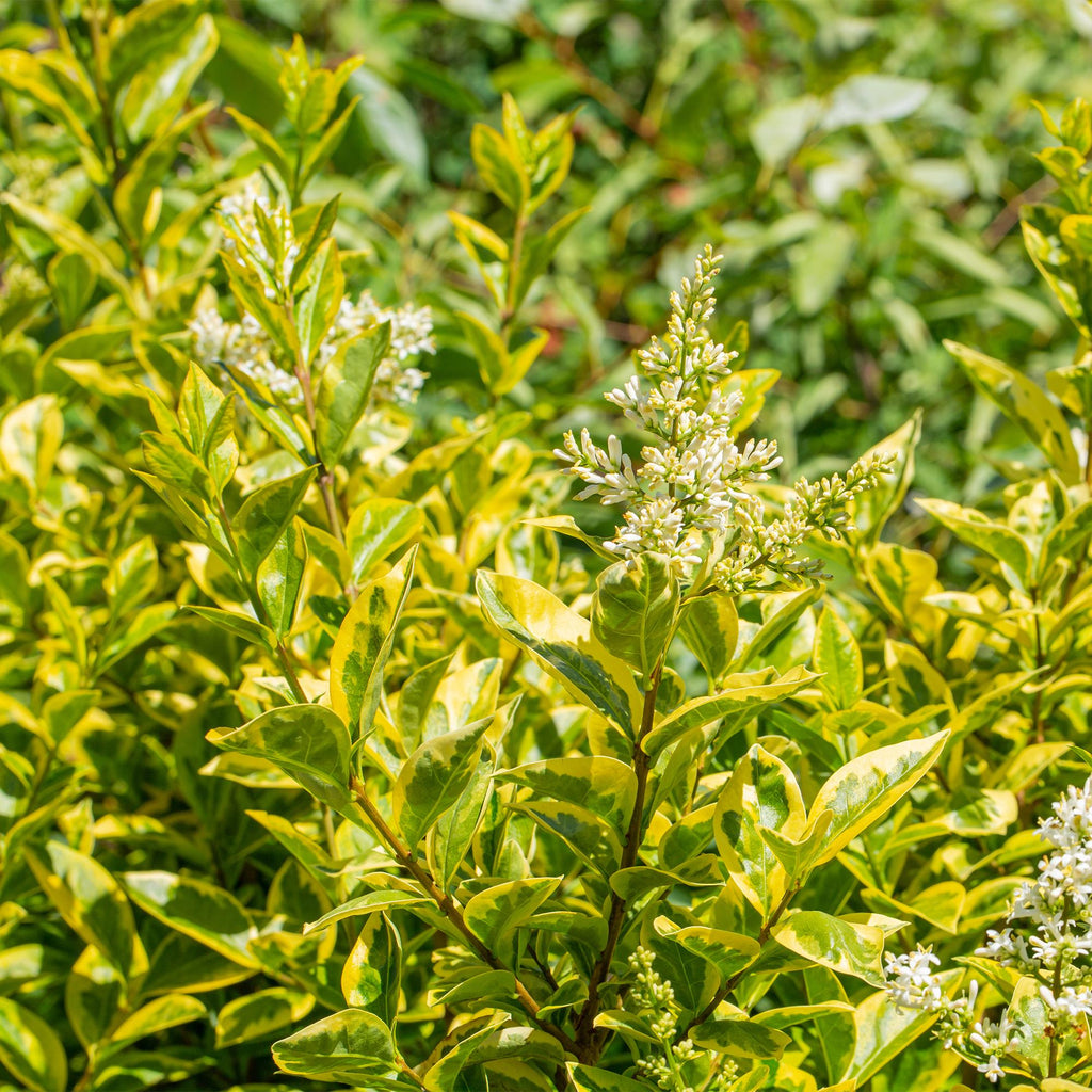 Ovalblättriger Liguster Ligustrum ovalifolium Aureum – Immergrüne Heckenpflanzen – 8 Pflanzen – 1m – 9cm Höhe 35-40cm – Gelb – Grün – Pflegeleicht – Plant