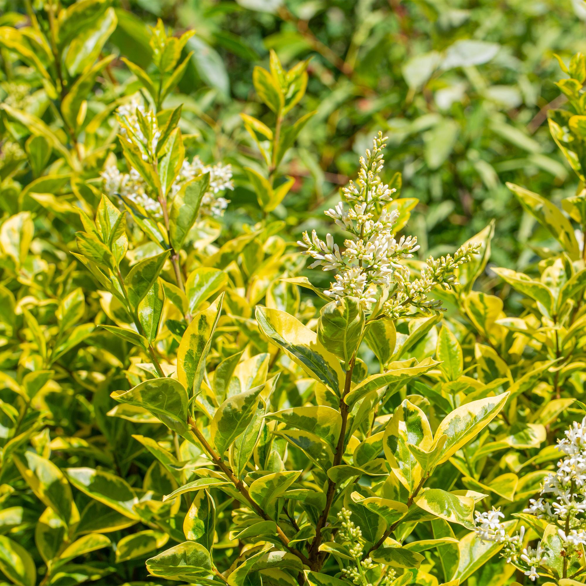 Ovalblättriger Liguster Ligustrum ovalifolium Aureum – Immergrüne Heckenpflanzen – 8 Pflanzen – 1m – 9cm Höhe 35-40cm – Gelb – Grün – Pflegeleicht – Plant