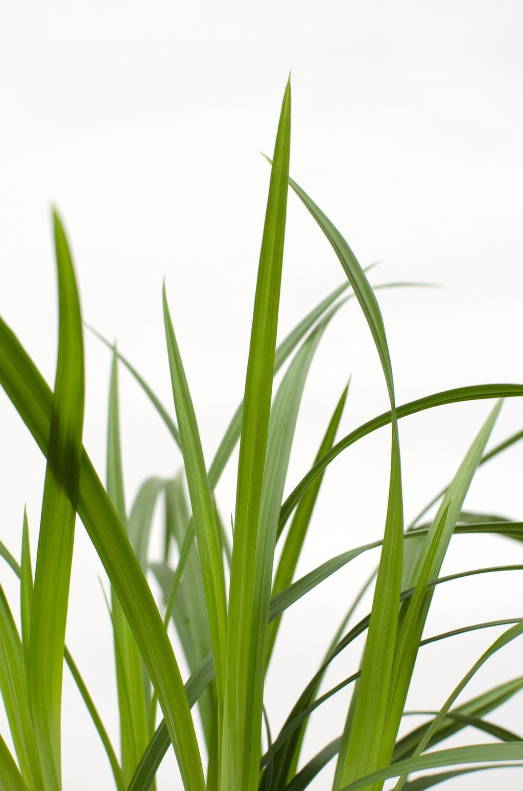 Carex morrowii 'Irish Green' – Immergrünes Ziergras – Ø19cm ↕40cm – Robuste Gartenpflanze für Sonne & Schatten – Plant
