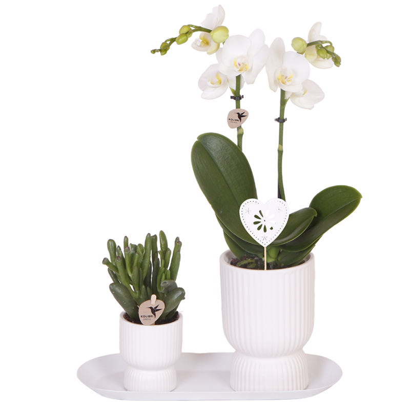 Geschenkset Diabolo White Small – weiße Amabilis Orchidee Ø9cm + Grünpflanze Ø6cm inkl. weiße Übertöpfe & ovales Tablett