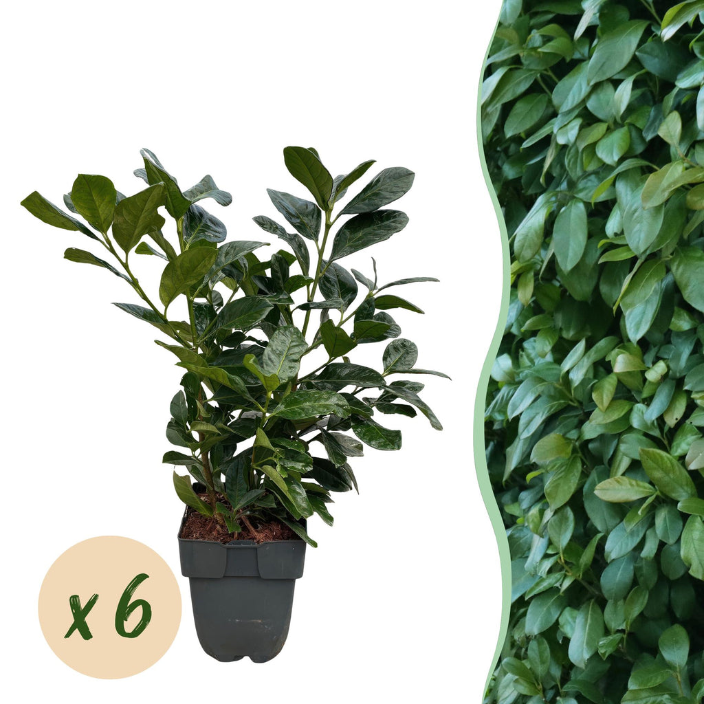 Kirschlorbeer Prunus laurocerasus Etna – Hecke – Blatt grün – 6 Pflanzen – 1 laufender Meter – Immergrün – 17cm x H50cm – Plant