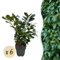 Kirschlorbeer Prunus laurocerasus Etna – Hecke – Blatt grün – 6 Pflanzen – 1 laufender Meter – Immergrün – 17cm x H50cm – Plant
