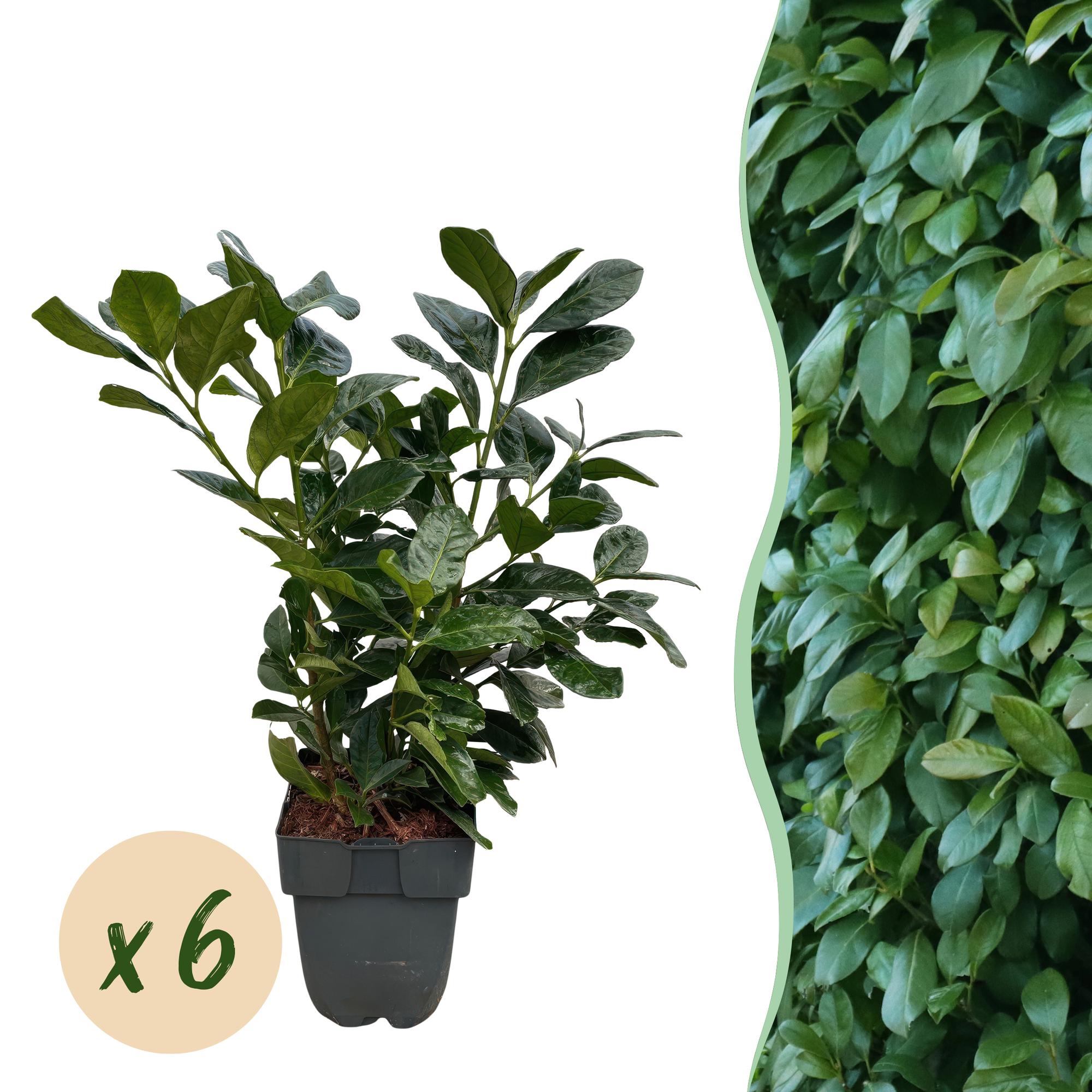 Kirschlorbeer Prunus laurocerasus Etna – Hecke – Blatt grün – 6 Pflanzen – 1 laufender Meter – Immergrün – 17cm x H50cm – Plant