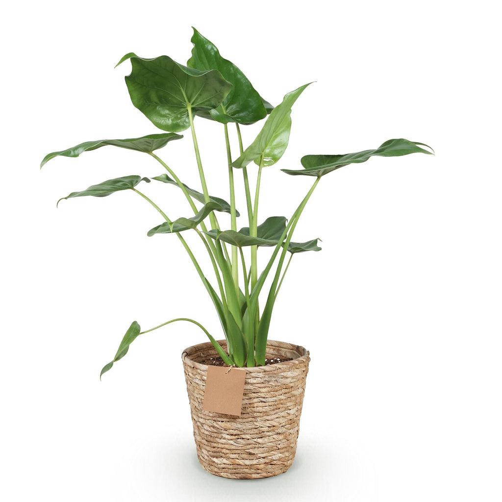 Alocasia Cucullata – Buddha – Hand – 65-70cm – 21cm inkl. Naturkorb – Pflegeleichte exotische Zimmerpflanze – Herzförmige glänzende Blätter – Plant