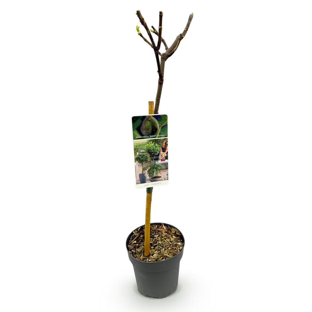 Feigenbaum Ficus carica 'Brown Turkey' – Stamm – Pflanze – Höhe ca. 90cm – Ø19cm – Obstpflanze für Terrasse & Garten – Essbare Früchte – Plant