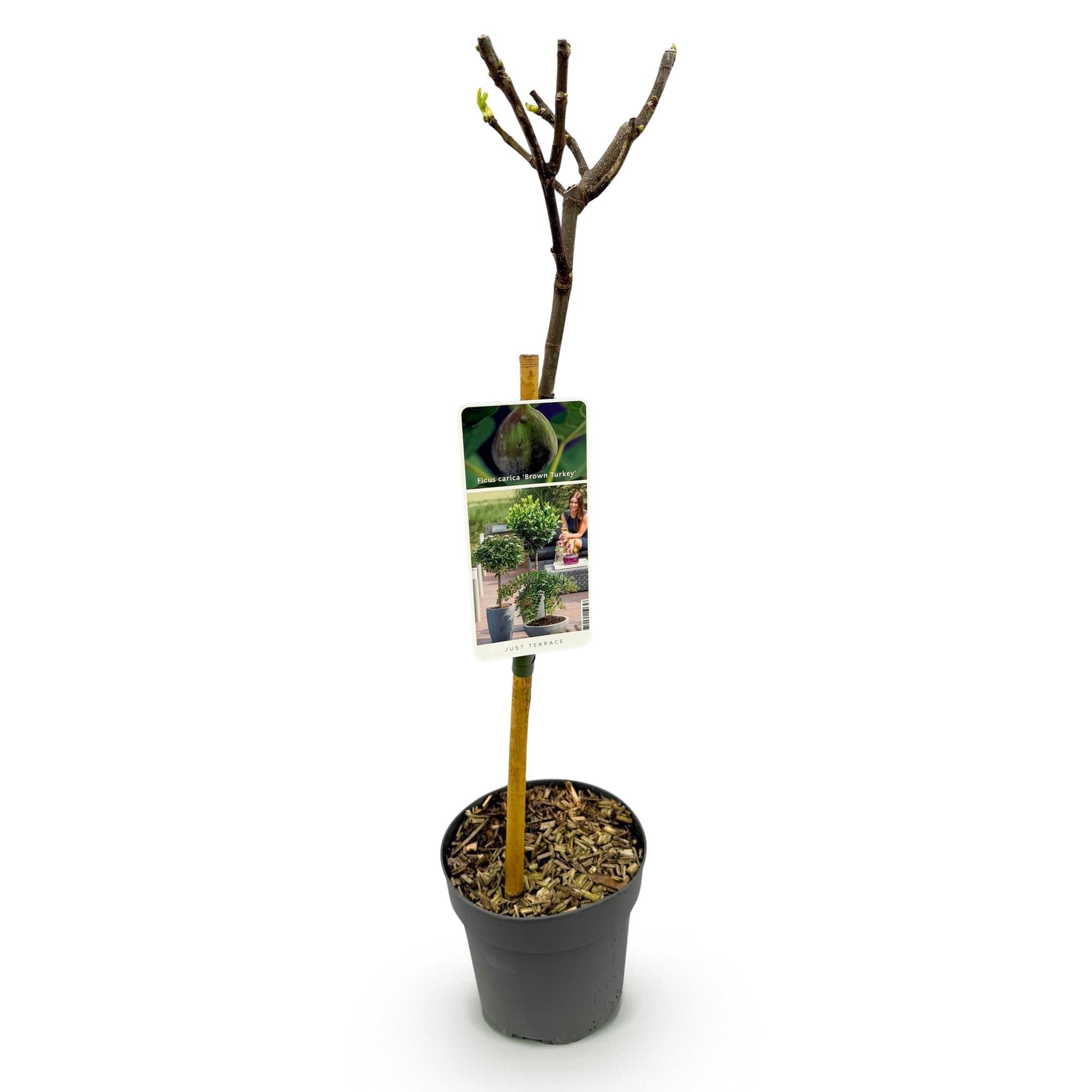 Feigenbaum Ficus carica 'Brown Turkey' – Stamm – Pflanze – Höhe ca. 90cm – Ø19cm – Obstpflanze für Terrasse & Garten – Essbare Früchte – Plant