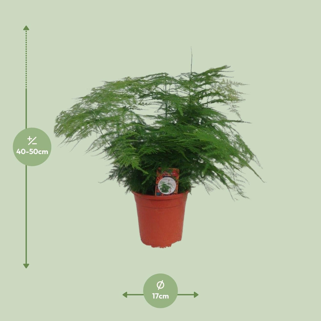 Asparagus setaceus – Zier – Spargel Asparagus – Farn – Ø17cm ↕45cm – Elegante Zimmerpflanze mit feinem, federartigem Laub – Plant