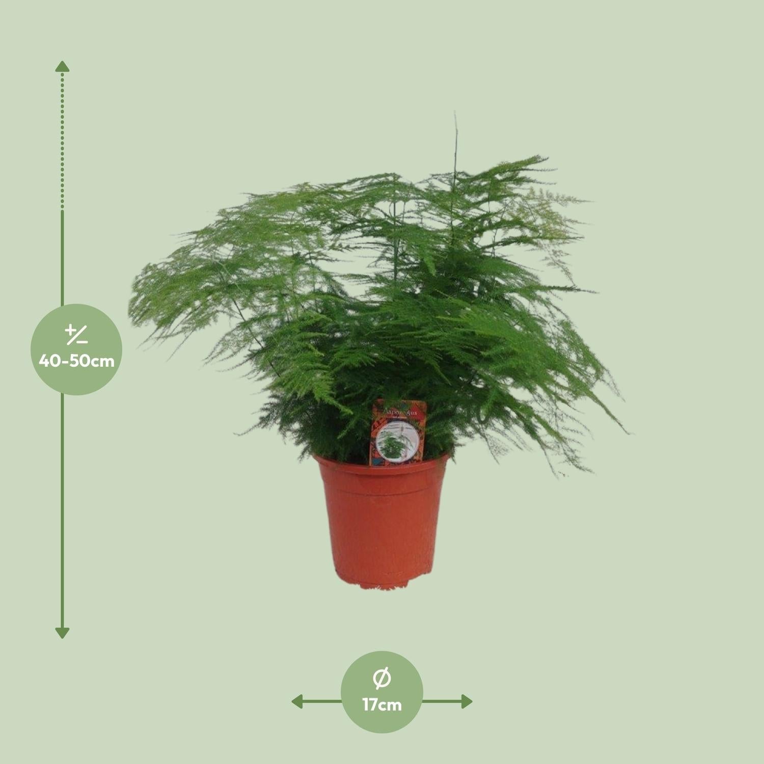 Asparagus setaceus – Zier – Spargel Asparagus – Farn – Ø17cm ↕45cm – Elegante Zimmerpflanze mit feinem, federartigem Laub – Plant
