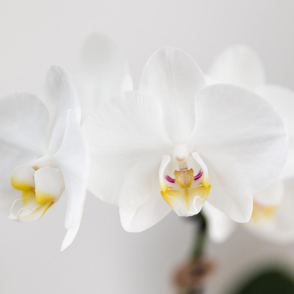 Weiße Amabilis Orchidee im Bold Cognac Übertopf Ø9cm – blühende Zimmerpflanze frisch vom Züchter – elegante Orchidee mit 2-3 kräftigen Stielen
