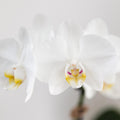 Weiße Amabilis Orchidee im Bold Cognac Übertopf Ø9cm – blühende Zimmerpflanze frisch vom Züchter – elegante Orchidee mit 2-3 kräftigen Stielen