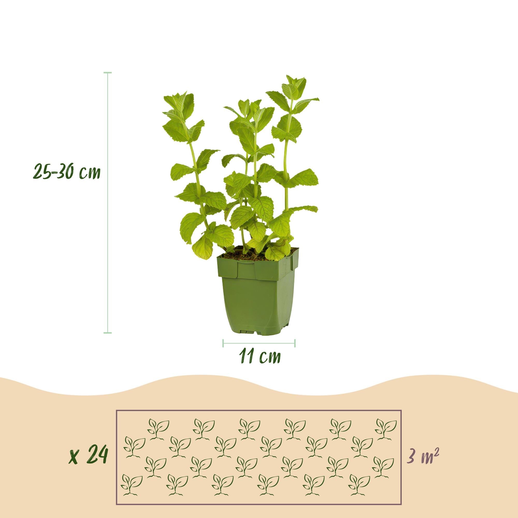 Staudenset – Kräuter – 24 Teekräuter – Stauden für 3 m² – Aromatisch & Duftend – Pflegeleicht – Verschiedene Sorten – Ø11cm – Plant