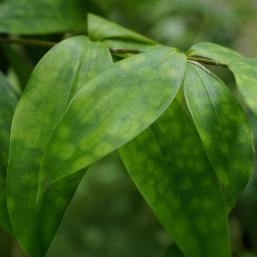 Dracaena surculosa – 60-70cm – 17cm inkl. Naturkorb – Pflegeleichter Drachenbaum – Grün gesprenkeltes Blattwerk