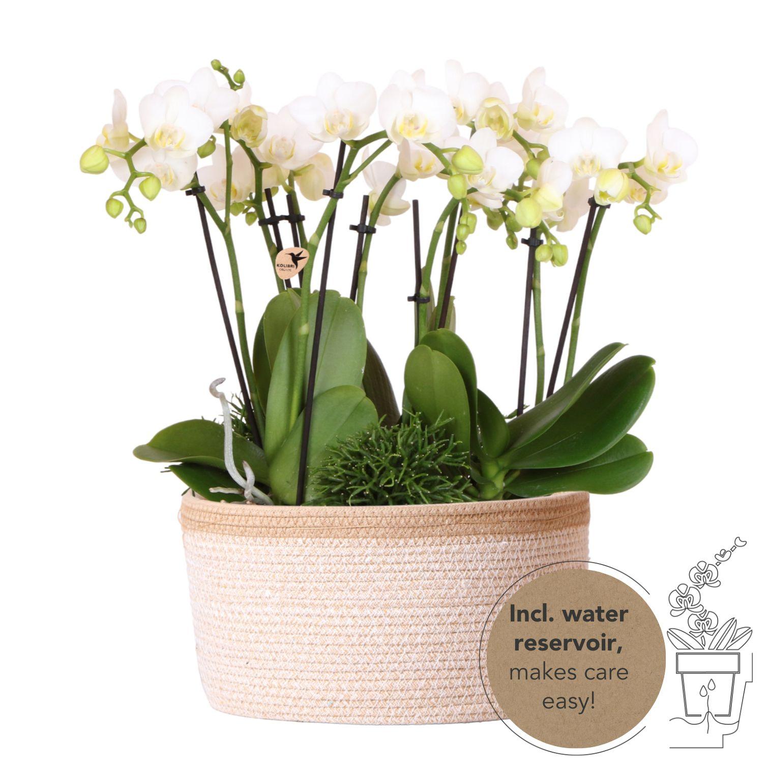 Weißes Pflanzenset im Baumwollkorb – 3 Orchideen Amabilis Ø9cm & 3 Grünpflanzen – Mit autarkem Wassertank & Dochtsystem – Pflegeleicht & dekorativ – Plant