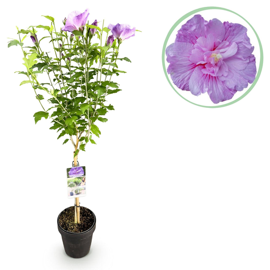 Hibiscus syriacus Lavender Chiffon – Stamm – Pflanze Ø19cm – ca. 90cm hoch – Winterharte Terrassen – & Balkonpflanze – Lila gefüllte Blüten – Plant