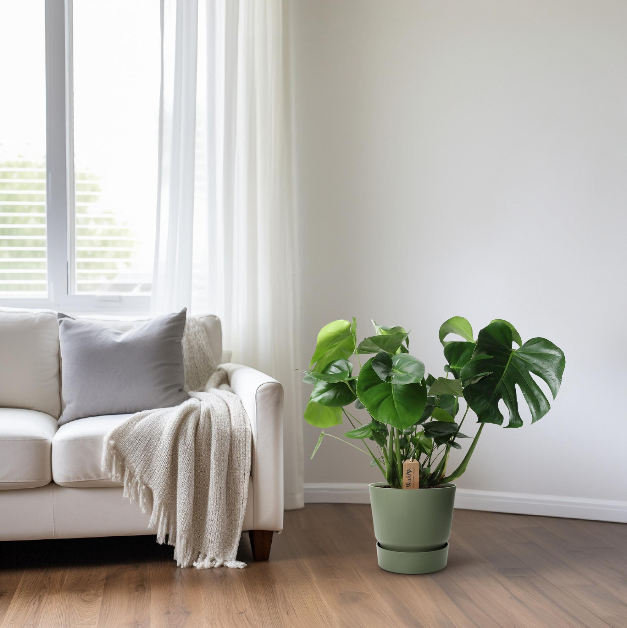 Monstera Deliciosa im Palmleaf Korb – Zimmerpflanze ca.60cm – Ø21cm – Schweizer Käsepflanze mit durchbrochenem Laub – Tropischer Look & luftreinigend – Plant
