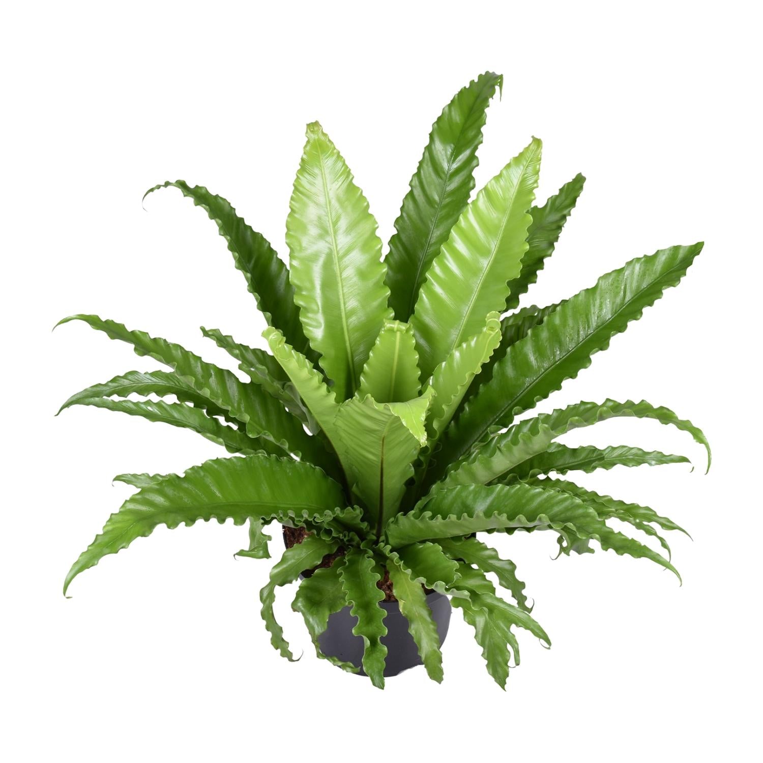 Nestfarn – Asplenium Antiquum Osaka – Zimmerpflanze – Ø23cm – ↕60cm – Üppige grüne Wedel – Pflegeleicht – Plant