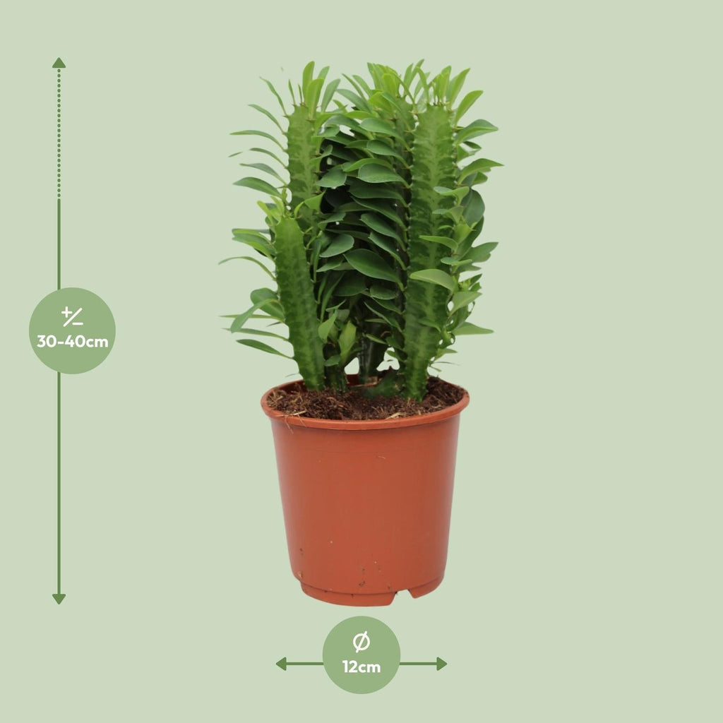 Euphorbia Trigona – Wolfsmilch – Zimmerpflanze – Ø12cm – ↕40cm – Sukkulente – Pflegeleicht & robust – Für hellen Halbschatten – Plant