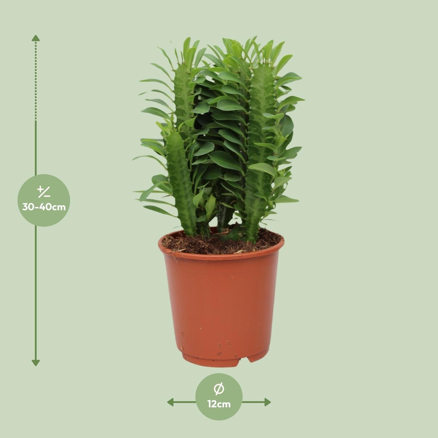 Euphorbia Trigona – Wolfsmilch – Zimmerpflanze – Ø12cm – ↕40cm – Sukkulente – Pflegeleicht & robust – Für hellen Halbschatten – Plant
