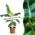 Bananenpflanze Musa acuminata Dwarf Cavendish – 70-75cm – 21cm – pflegeleicht – Plant
