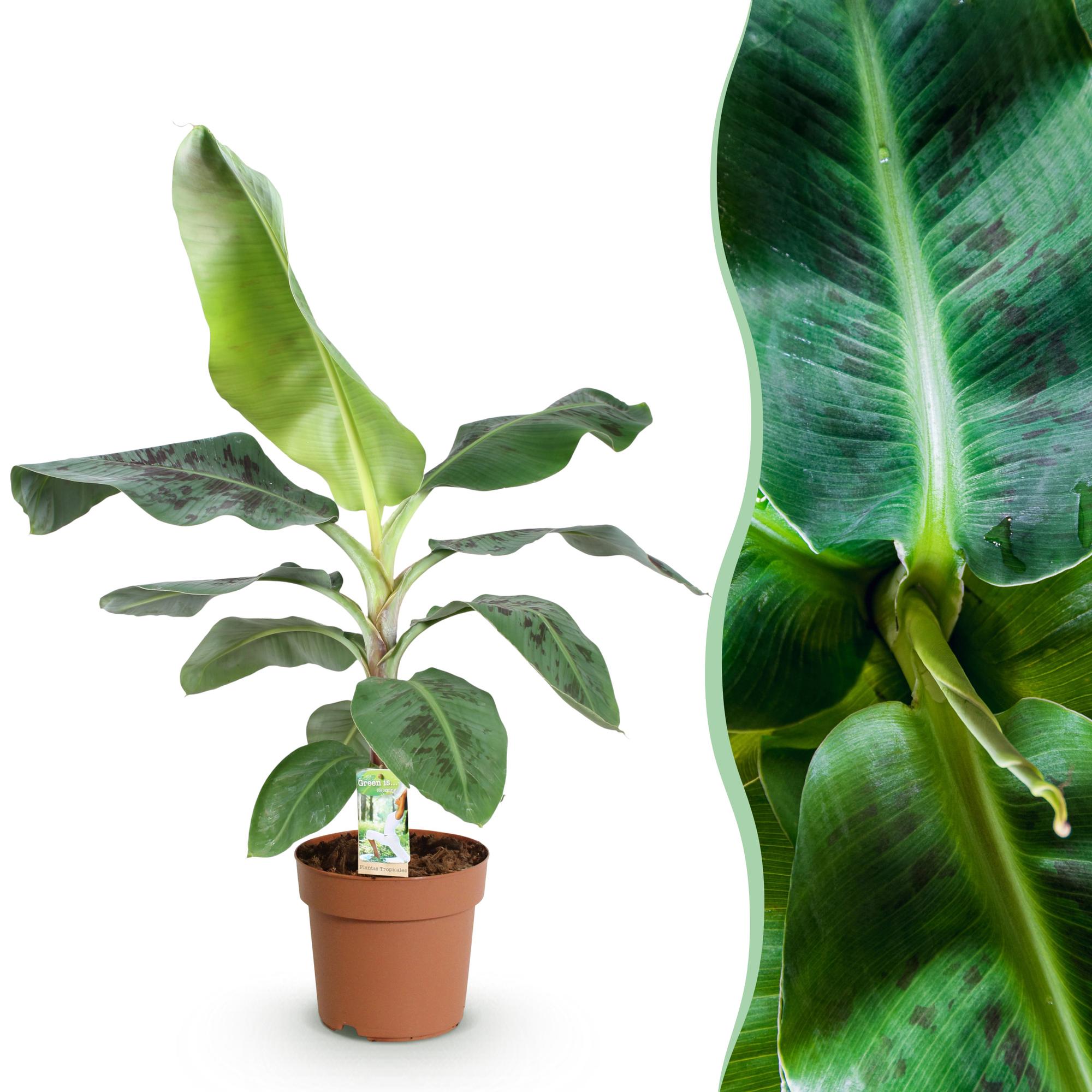 Bananenpflanze Musa acuminata Dwarf Cavendish – 70-75cm – 21cm – pflegeleicht – Plant