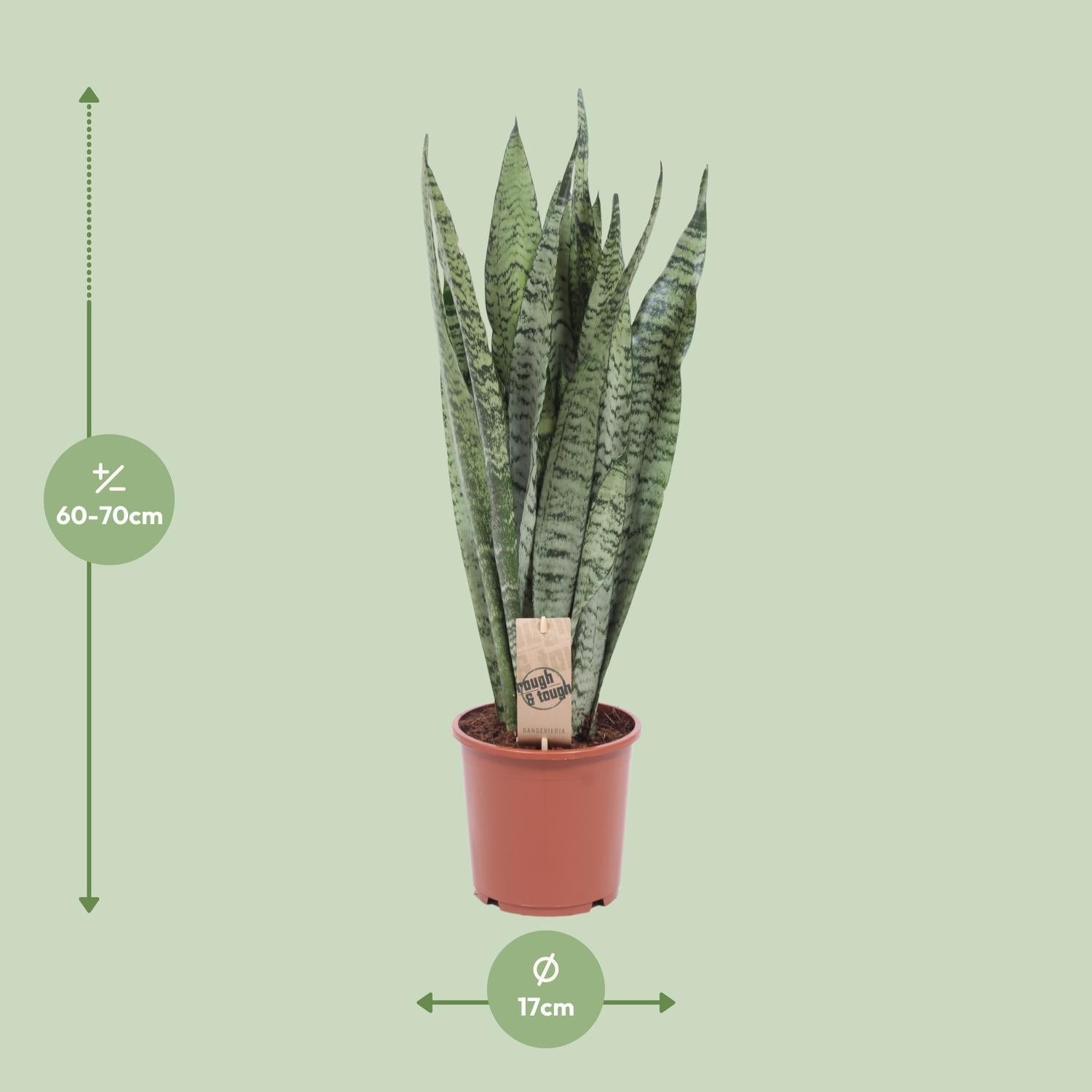 Bogenhanf Sansevieria Zeylanica – 70cm Ø17cm – Pflegeleichte Schwiegermutterzunge mit schlanken Blättern – Robuste Grünpflanze – Plant