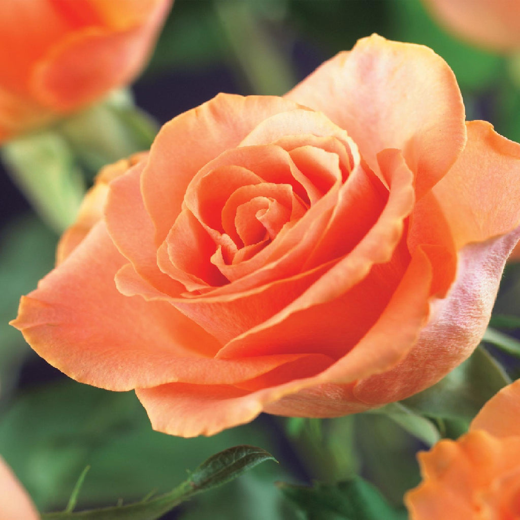 Kletterrose – Rosa Orange Climber – Orange Blüten – 2 Pflanzen – 11cm – Höhe 40cm – Wenig Pflege – Blüte im Sommer – Plant