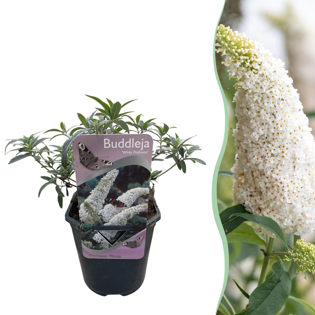 Schmetterlingsstrauch Buddleja davidii White Profusion – Weiße Blüten – Bienfreundlich & Schmetterlingsanziehend – Laubabwerfend – Höhe 17-25cm – Plant